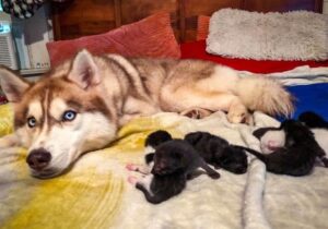 Dog rescued some newborn puppies 