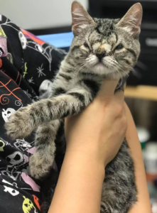 Cat born without nose