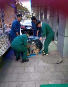 Rescuing dog