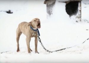 Dog left chained up on snow