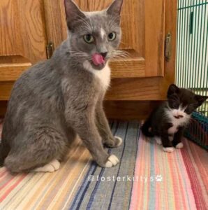 Cat with her newborn kittens got rescued 