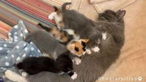 Rescued five newborn kittens 