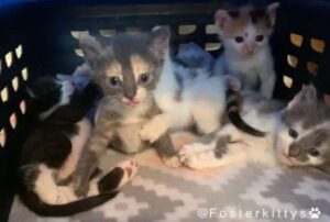 Little kittens are finally adopted 