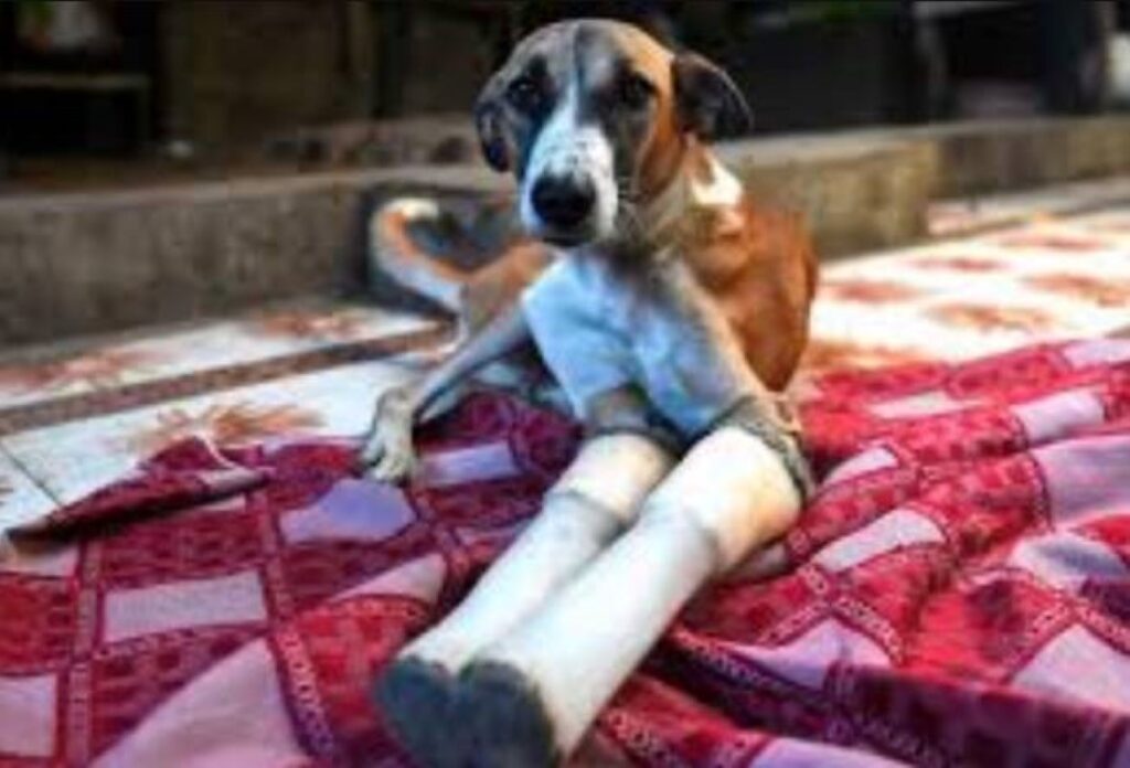 Dog with prosthetic legs feels hurt 