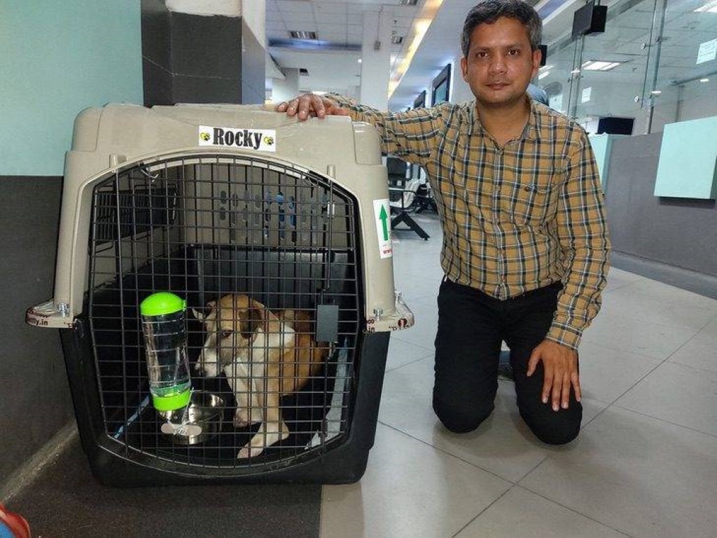 Dog with prosthetic legs got adopted 