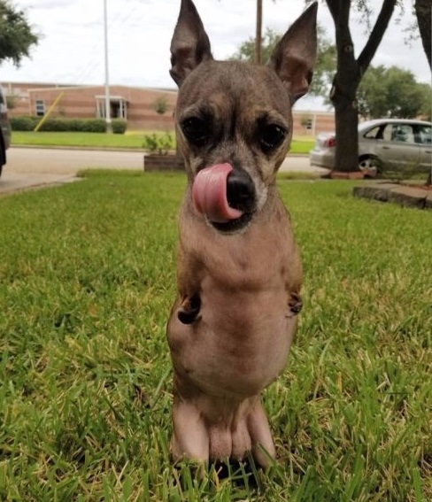 Special rescued puppy with two legs