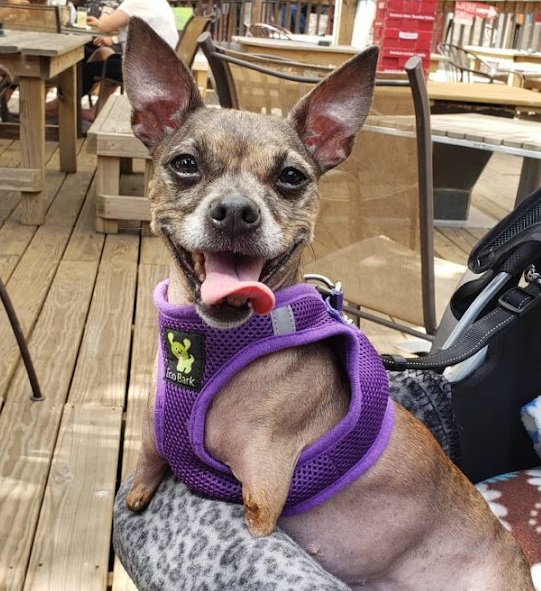 Happy rescued dog with two back legs only