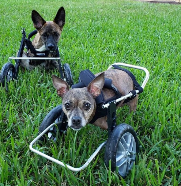 Two adopted dog without their front legs