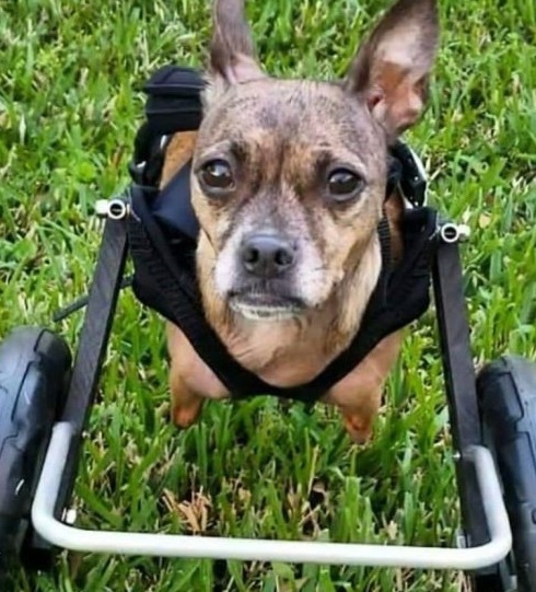 Adopted dog walking with his new wheelchair 