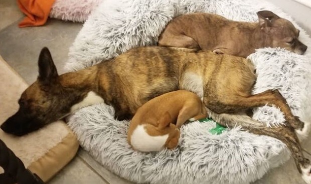 Three adopted dogs sleeping together 