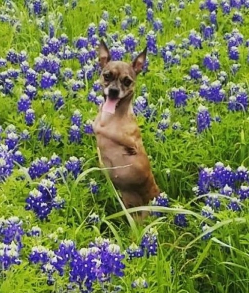 Rescued dog without his front legs