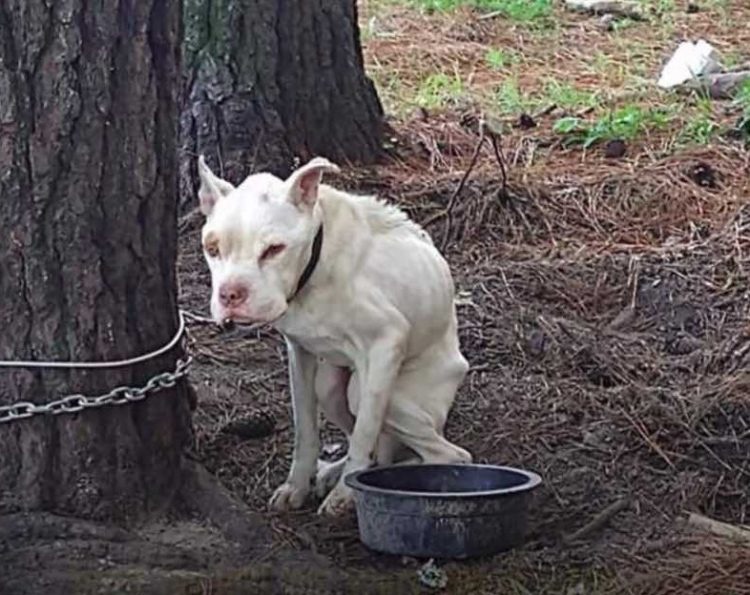 Dog been tied up for 4 years