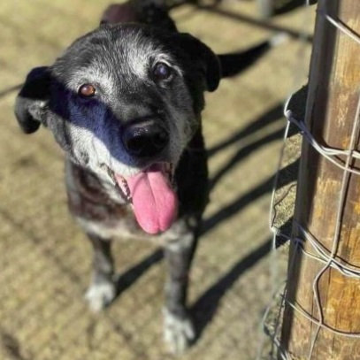 Old dog finally found a home and is going to be adopted 