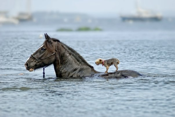 Horse rescuing a blind dog drowning 