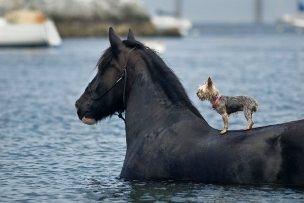 Blind dog got rescued by a horse