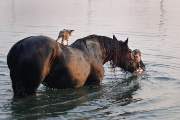 Little puppt got rescued from drowning by a horse