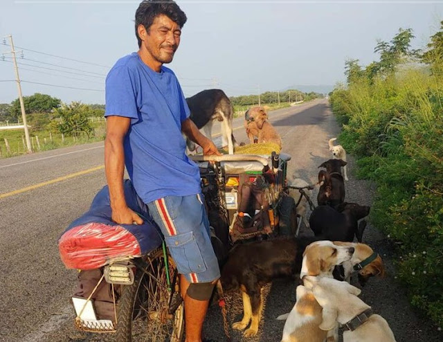 Man rescues dogs from the streets 