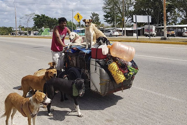 Homeless dogs rescued 