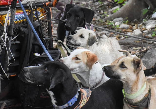 Beautiful stray dogs rescued 