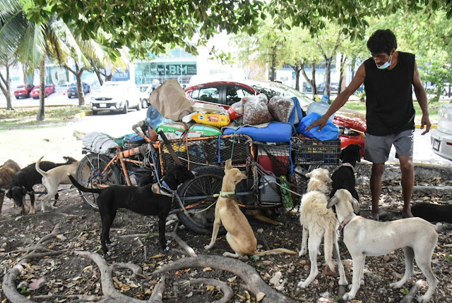 Homeless dogs rescued by a poor man 