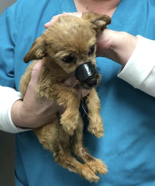 Abandoned dog was previously mistreated and later found with a adhesive tape for electrical wiring wrapped in its muzzle