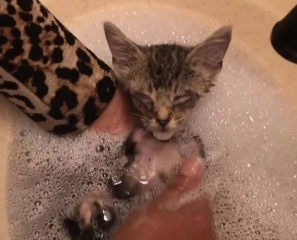 Kitten having a warm bath to wash away all the dirt