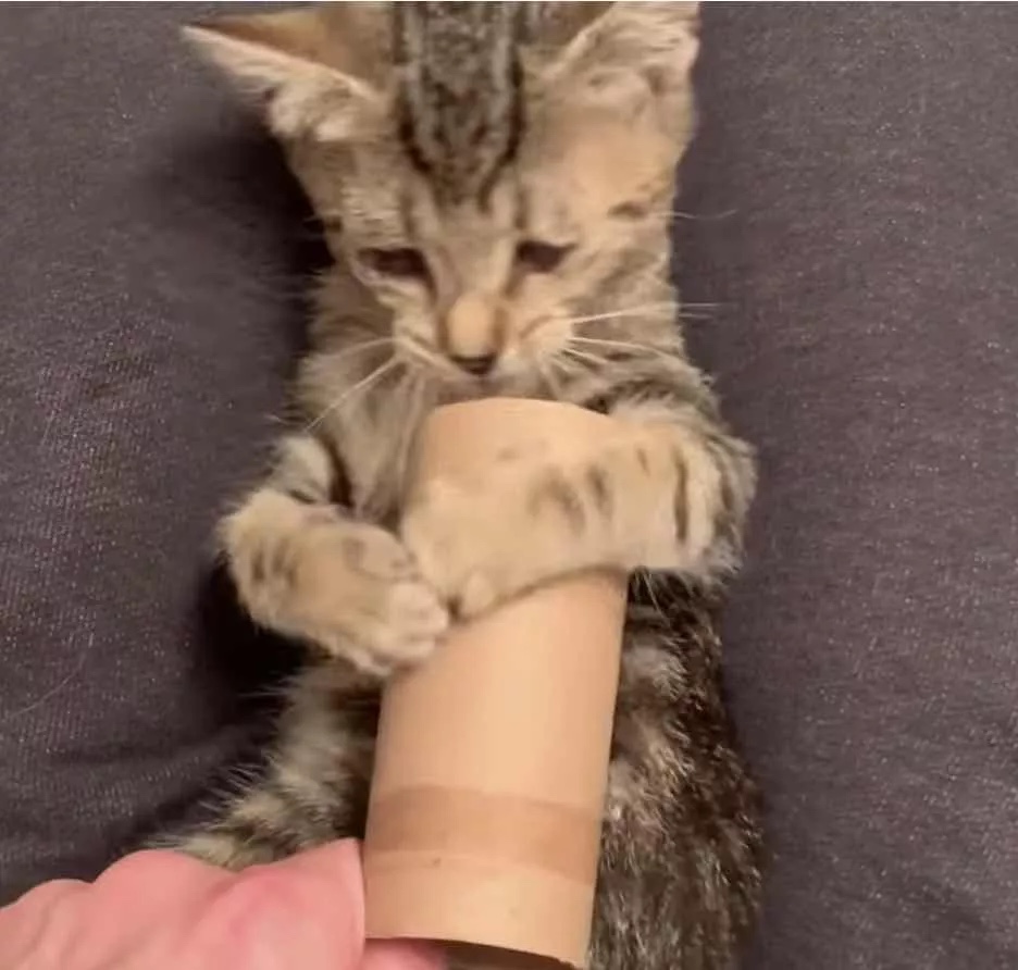 Rescue kitten is finally relaxing after having all the medical examinations and a warm bath 