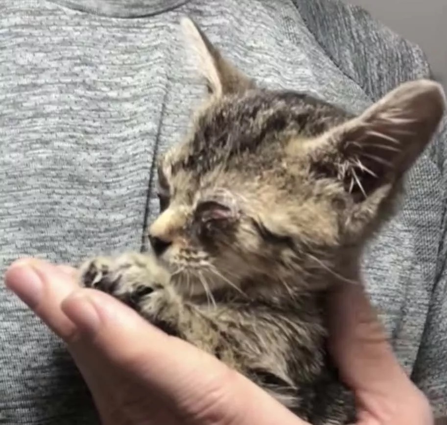 Abandoned kitten with several infections is finally rescued 