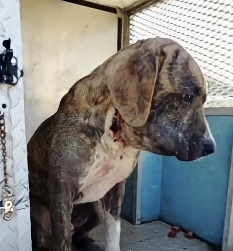 Seriously injured dog with painful wounds on his neck