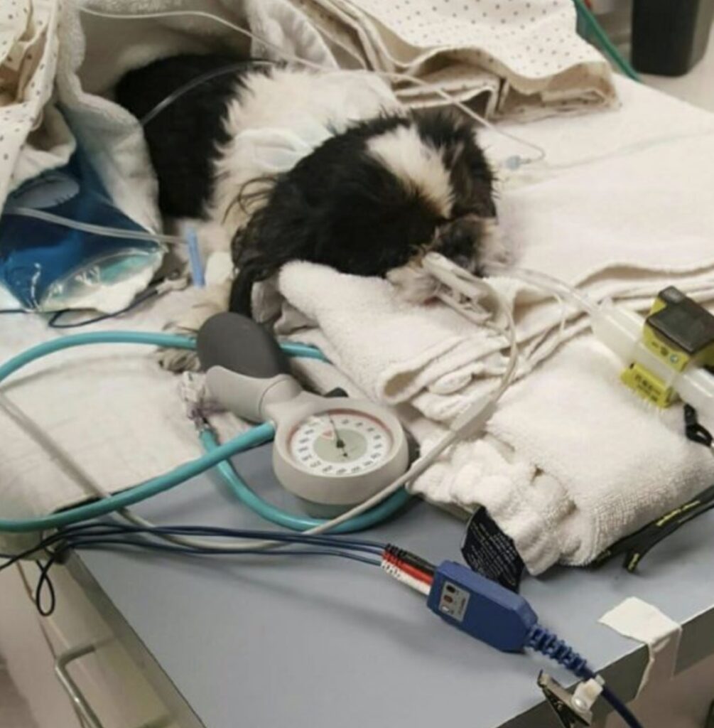 Dog at the hospital 