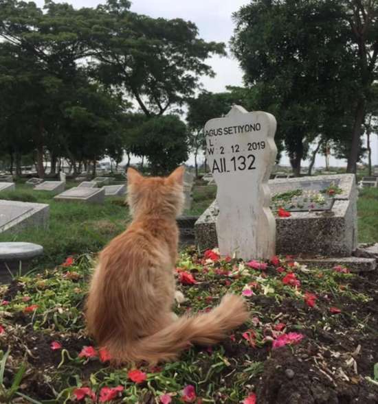 Cat staying at his owner’s grave 