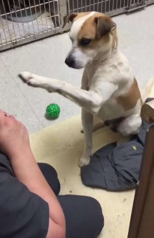 Dog playing at the shelter with the volunteers 