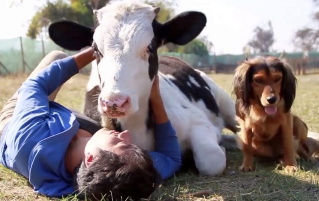 Poor calf has been bad treated from humans