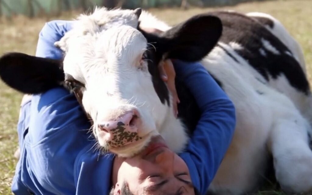 Calf getting some love, after he was kept separated from his mother 