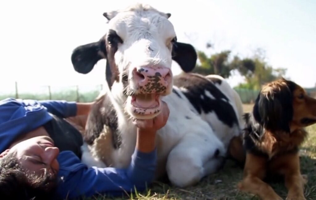 Calf happy that he is getting the love he needs, after his first owners separated him from his sisters 