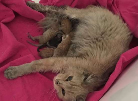 Cat was in labor all alone