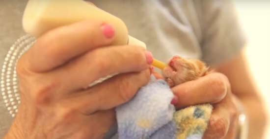 Newborn cat getting her milk