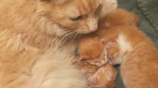 Rescued cat with her three little kittens 