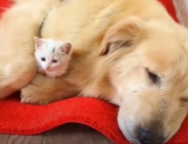 Dog with his rescued little cat 