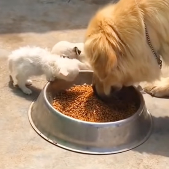 Dog and rescued cat eating together 