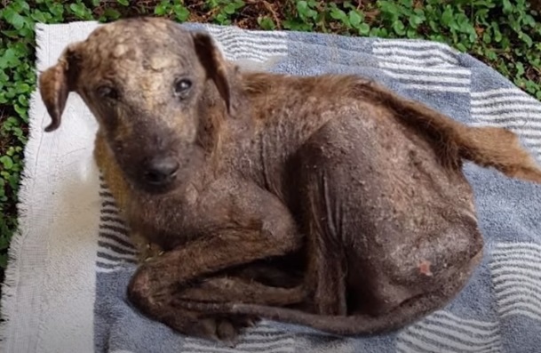 Rescued malnourished, sick unhealthy dog