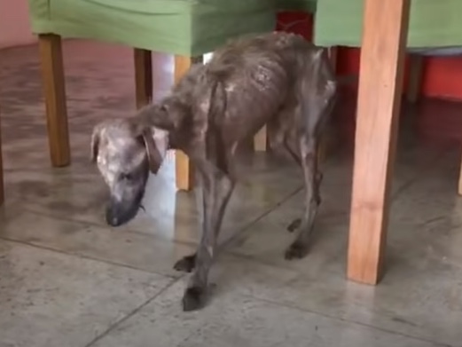 Poor dog rescued under a bridge skin and bones 