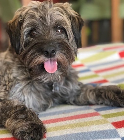 Rescued dog getting his health healed 