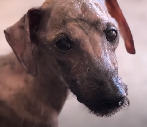 Rescued stray dog that has been staying under a bride all his life