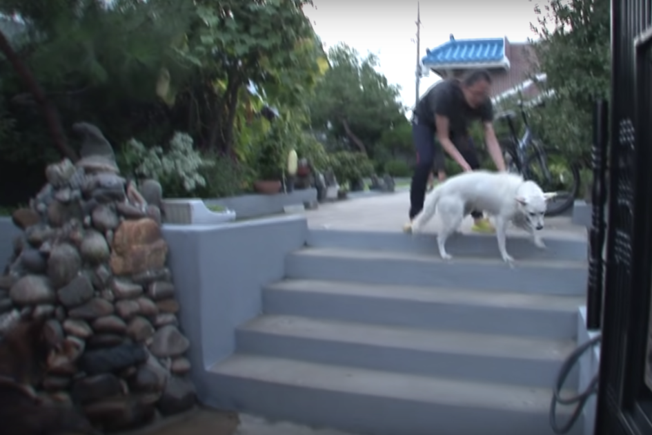 Dog living his house because he wants to go at someone’s else’s house 