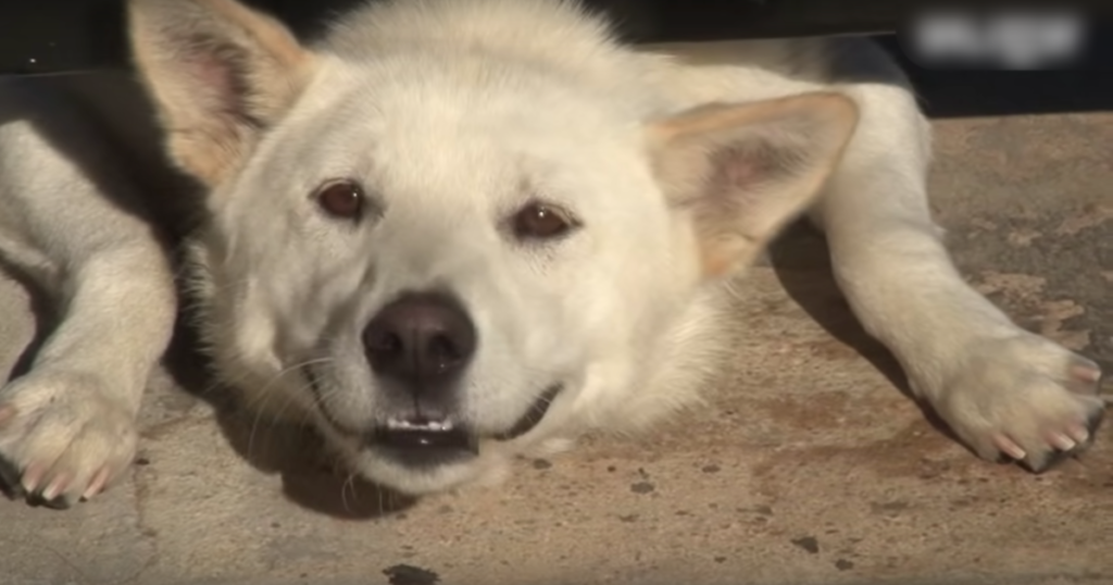 Dog appearing at a couples house because he wants to play with them