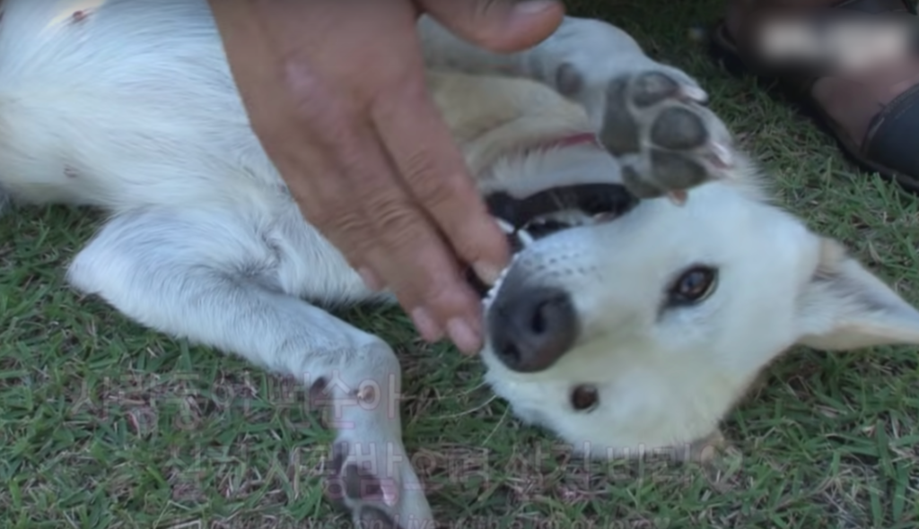 Dog left his home and got adopted by a couple 