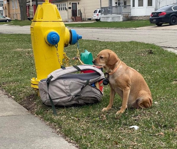 Dog was left alone chained up with ger supplies 