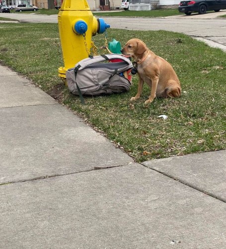 Abandoned dog from her owners