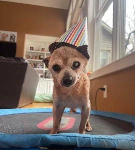 old chihuahua puppy turns twenty-three